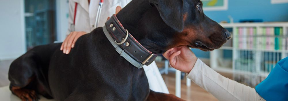 Cranial Cruciate Ligament Repair